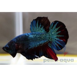 Combattant plakat - Betta splendens