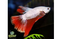 Combattant dragon - Betta splendens