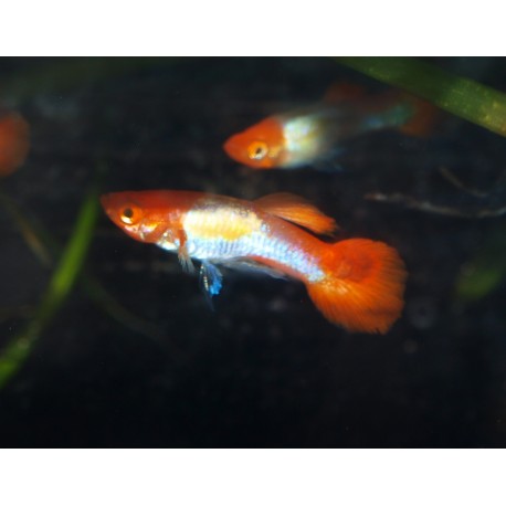 Guppy Red Cap - Poecilia reticulata