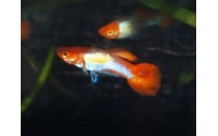 Guppy Red Cap - Poecilia reticulata