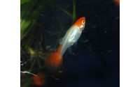 Guppy Red Cap - Poecilia reticulata