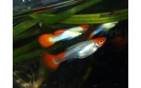 Guppy Red Cap - Poecilia reticulata