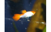 Guppy Red Cap - Poecilia reticulata