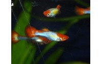 Guppy Red Cap - Poecilia reticulata