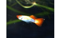 Guppy Red Cap - Poecilia reticulata