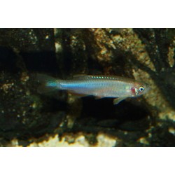 Danio rose - Danio roseus