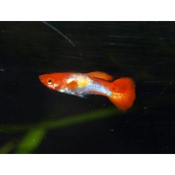 Guppy Red Cap - Poecilia reticulata