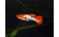 Guppy Red Cap - Poecilia reticulata