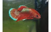 Combattant plakat Hellboy - Betta splendens