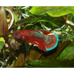 Combattant plakat Hellboy - Betta splendens