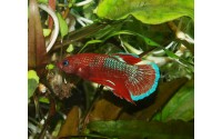 Combattant plakat Hellboy - Betta splendens