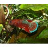 Combattant plakat Hellboy - Betta splendens