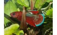 Combattant plakat Hellboy - Betta splendens