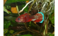 Combattant plakat Hellboy - Betta splendens