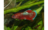 Combattant plakat Hellboy - Betta splendens