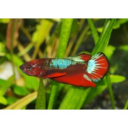 Combattant plakat - Betta splendens