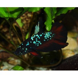 Combattant plakat avatar - Betta splendens