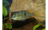 Cichlidé jaune - Thorichthys helleri