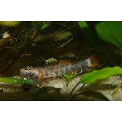 Rhinogobius sp. "red white edge"