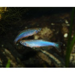 Danio rose - Danio roseus