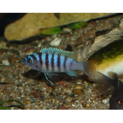 Cynotilapia afra Mbamba / Mpangha Rock