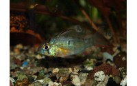 Mikrogeophagus altispinosus