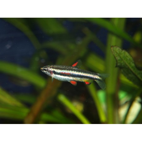 Poisson crayon nain - Nannostomus marginatus