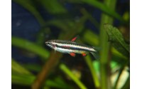 Poisson crayon nain - Nannostomus marginatus
