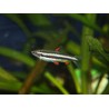 Poisson crayon nain - Nannostomus marginatus