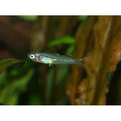 Pseudomugil furcatus