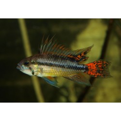 Cichlidé perroquet nain double rouge - Apistogramma cacatuoïdes