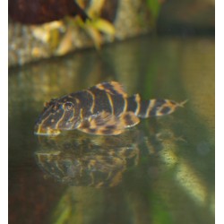 Pleco clown - Panaqolus maccus - LDA022