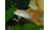 Telmatochromis sp. temporalis "shell"