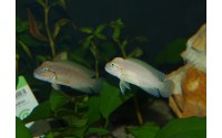 Telmatochromis sp. temporalis "shell"