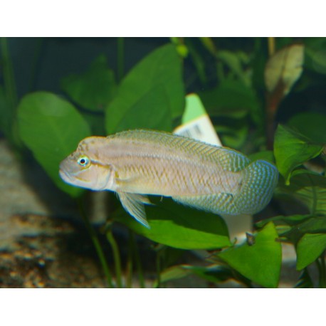 Telmatochromis sp. temporalis "shell"