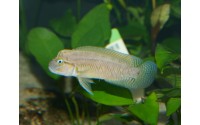 Telmatochromis sp. temporalis "shell"