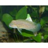 Telmatochromis sp. temporalis "shell"