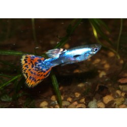 Guppy galaxy mosaic red - Poecilia reticulata (FR)