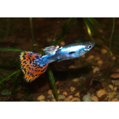 Guppy galaxy mosaic red - Poecilia reticulata