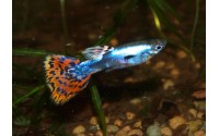 Guppy galaxy mosaic red - Poecilia reticulata