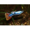 Guppy galaxy mosaic red - Poecilia reticulata (FR)