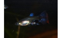 Guppy galaxy mosaic red - Poecilia reticulata