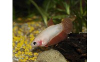 Combattant Cambodge - Betta splendens