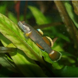 Rhinogobius sp. "red white edge"