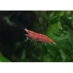 Crevette sakura - Neocaridina davidii