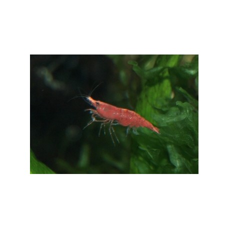 Crevette sakura - Neocaridina davidii