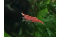 Crevette sakura - Neocaridina davidii