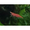 Crevette sakura super red - Neocaridina davidii (EU)