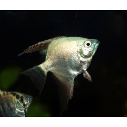 Scalaire bulgarian seal point - Pterophyllum scalare