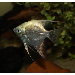 Scalaire leopard blue - Pterophyllum scalare